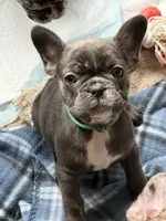 Ella, a female French Bulldog for sale in Houston, TX – 2 of 4