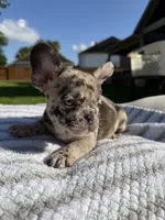 Cojo, a male French Bulldog for sale in Houston, TX – 2 of 3