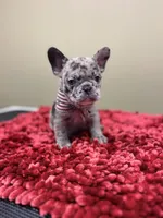 Cojo, a male French Bulldog for sale in Houston, TX – 3 of 3