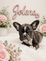 Jolene, a female French Bulldog for sale in Houston, TX – 4 of 4