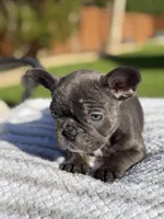 Ella, a female French Bulldog for sale in Houston, TX – 4 of 4
