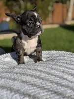 Jolene, a female French Bulldog for sale in Houston, TX – 2 of 4