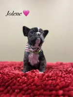 Jolene, a female French Bulldog for sale in Houston, TX – 3 of 4