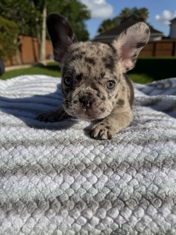 Cojo – French Bulldog puppy for sale in Houston, TX
