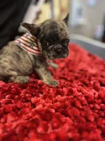 Dutton, a male French Bulldog for sale in Houston, TX – 4 of 4