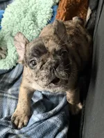 Dutton, a male French Bulldog for sale in Houston, TX – 3 of 4