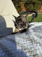 Dutton, a male French Bulldog for sale in Houston, TX – 2 of 4
