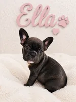 Ella, a female French Bulldog for sale in Houston, TX – 3 of 4