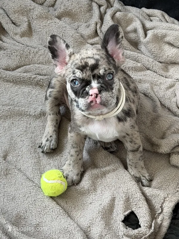 RIP – French Bulldog puppy for sale in Houston, TX
