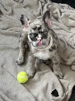RIP, a male French Bulldog for sale in Houston, TX – 1 of 3