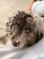 Nynx, a male Aussiedoodle for sale in Austin, TX – Photo 3 of 4