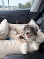 Nynx, a male Aussiedoodle for sale in Austin, TX – Photo 4 of 4