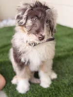 Nynx, a male Aussiedoodle for sale in Austin, TX – Photo 1 of 4