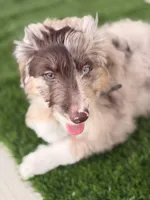 Nynx, a male Aussiedoodle for sale in Austin, TX – Photo 2 of 4