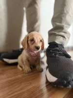 Honey, a female Miniature Dachshund for sale in Morgantown, KY – 4 of 8