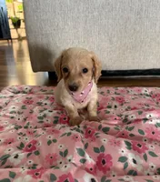 Honey, a female Miniature Dachshund for sale in Morgantown, KY – 5 of 8