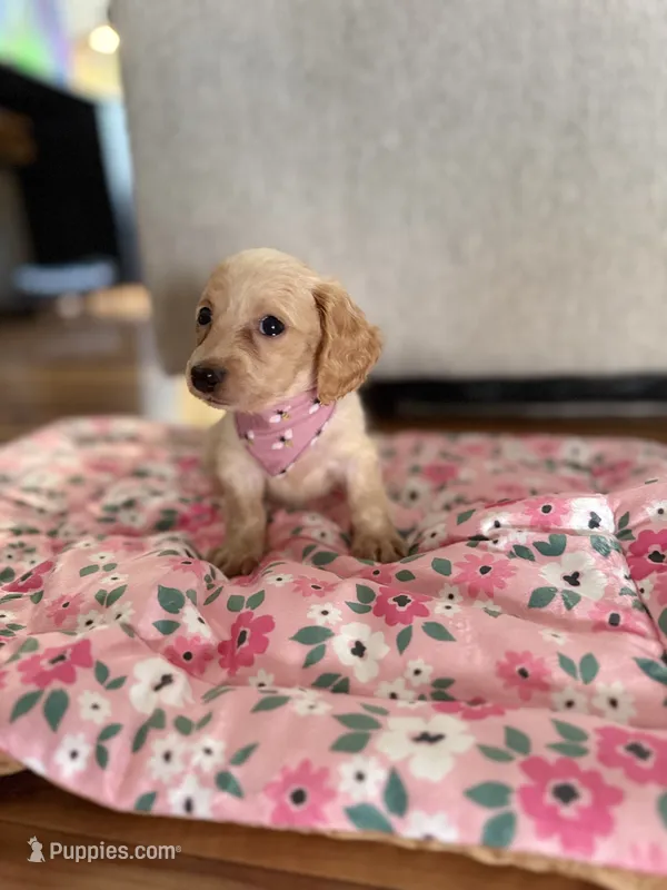 Honey – Miniature Dachshund puppy for sale in Morgantown, KY