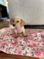 Honey, a female Miniature Dachshund for sale in Morgantown, KY – 1 of 8