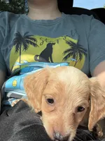 Honey, a female Miniature Dachshund for sale in Morgantown, KY – 6 of 8