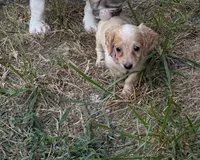 Honey, a female Miniature Dachshund for sale in Morgantown, KY – 8 of 8