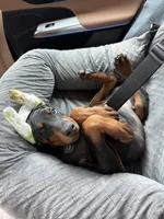 Loki, a male Doberman Pinscher for sale in San Antonio, TX – 5 of 6