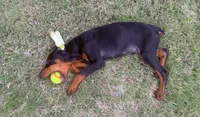 Loki, a male Doberman Pinscher for sale in San Antonio, TX – 4 of 6