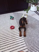Loki, a male Doberman Pinscher for sale in San Antonio, TX – 3 of 6