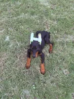 Loki, a male Doberman Pinscher for sale in San Antonio, TX – 2 of 6