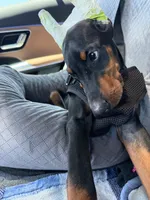 Loki, a male Doberman Pinscher for sale in San Antonio, TX – 6 of 6