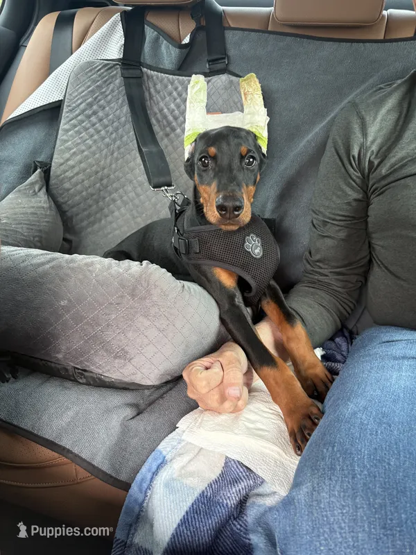 Loki – Doberman Pinscher puppy on hold in San Antonio, TX