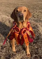Turquoise Light Yellow Female, a female Labrador Retriever for sale in Shawano, WI – 2 of 4