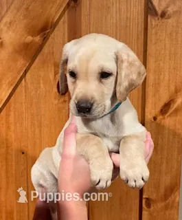 Turquoise Light Yellow Female – Labrador Retriever puppy for sale in Shawano, WI
