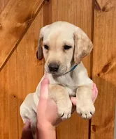 Turquoise Light Yellow Female, a female Labrador Retriever for sale in Shawano, WI – 1 of 4