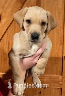 Orange Dark Yellow Female – Labrador Retriever puppy for sale in Shawano, WI