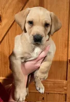 Orange Dark Yellow Female, a female Labrador Retriever for sale in Shawano, WI – 1 of 4