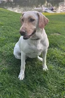 Orange Dark Yellow Female, a female Labrador Retriever for sale in Shawano, WI – 3 of 4