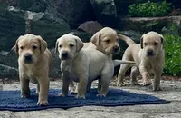 Turquoise Light Yellow Female, a female Labrador Retriever for sale in Shawano, WI – 4 of 4