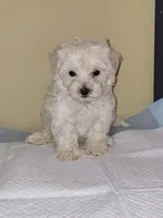 No Name Yet, a male Maltipoo and Maltese for sale in Santa Clarita, CA – 1 of 1