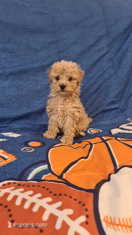 Titi, a female Maltipoo and Poodle - Toy  for sale in Sacramento, CA – 1 of 1