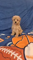 Titi, a female Maltipoo and Poodle - Toy  for sale in Sacramento, CA – 1 of 1