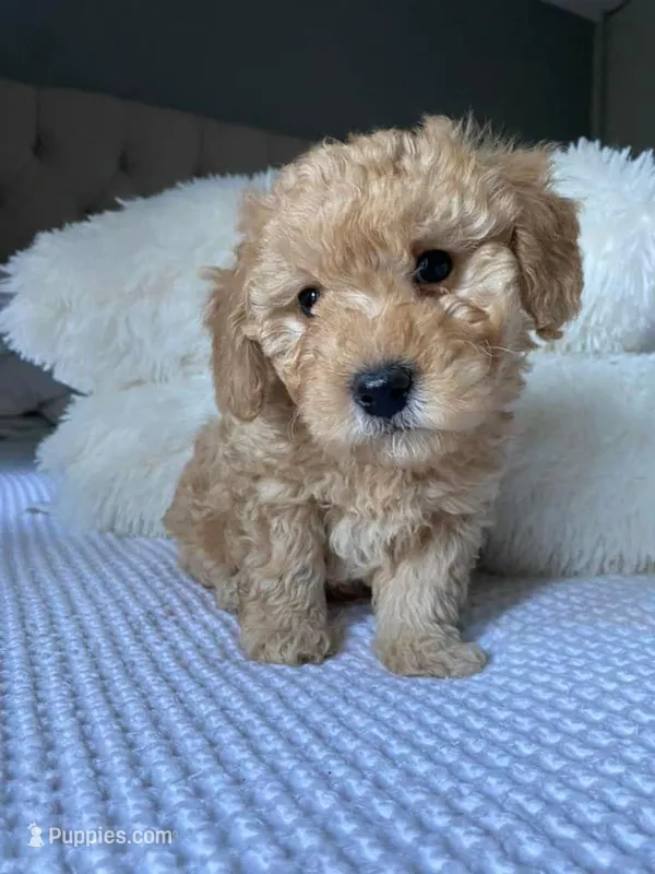 Mike – Maltipoo, Poodle - Toy  puppy for sale in Bakersfield, CA