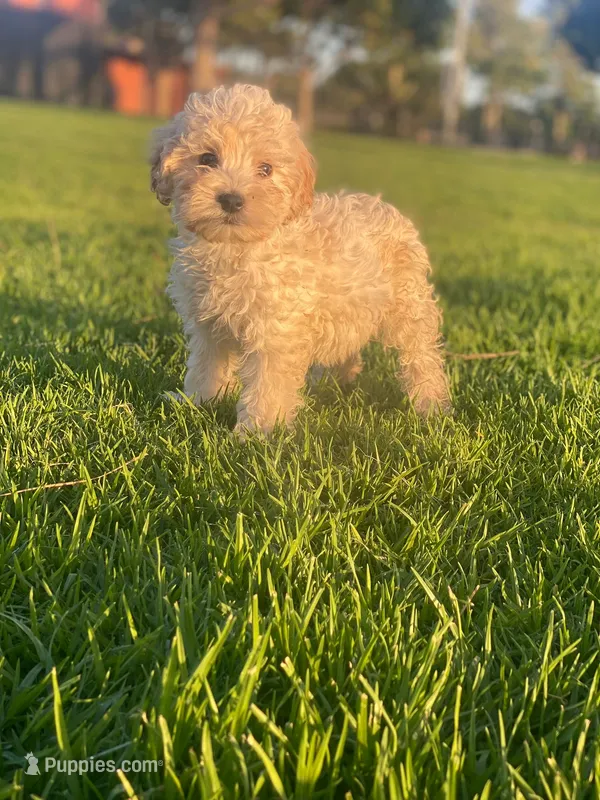 Toto – Maltipoo, Poodle - Toy  puppy for sale in Sacramento, CA