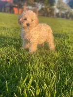 Toto, a male Maltipoo and Poodle - Toy  for sale in Sacramento, CA – 1 of 1