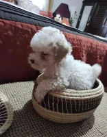 Pepe, a female Maltese and Poodle - Toy  for sale in Anaheim, CA – 2 of 2