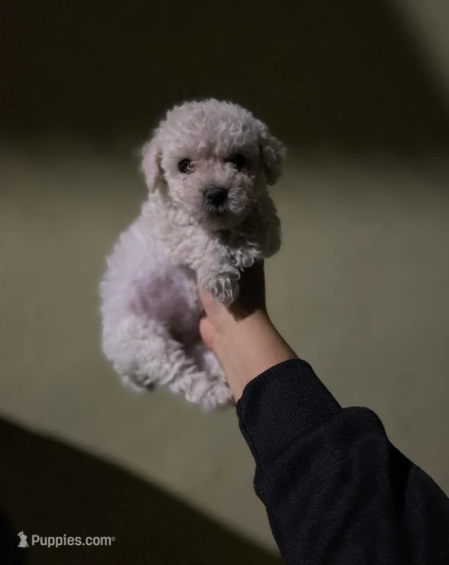 Pepe – Maltese, Poodle - Toy  puppy for sale in Anaheim, CA