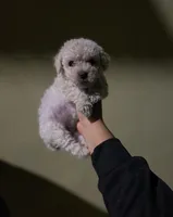 Pepe, a female Maltese and Poodle - Toy  for sale in Anaheim, CA – 1 of 2