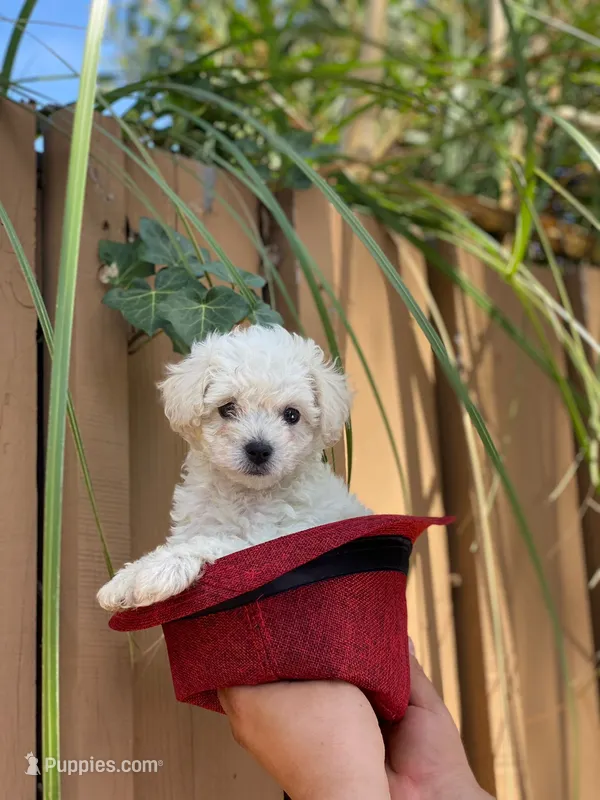 Tori – Poodle - Toy  puppy for sale in Bakersfield, CA
