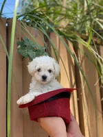 Tori, a female Poodle - Toy  for sale in Bakersfield, CA – 1 of 1