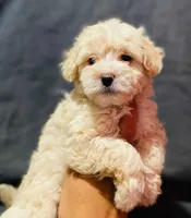 Milo, a female Maltipoo and Poodle - Toy  for sale in Sacramento, CA – 1 of 1