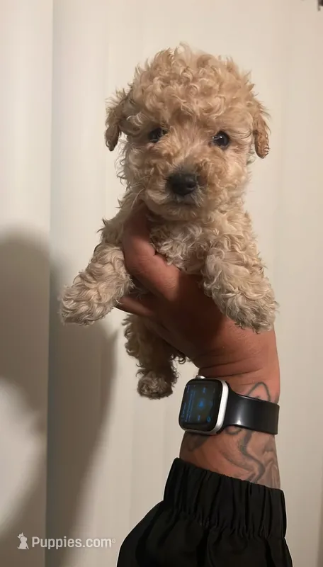 Cico – Maltese, Poodle - Toy  puppy for sale in Anaheim, CA